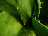 aloe