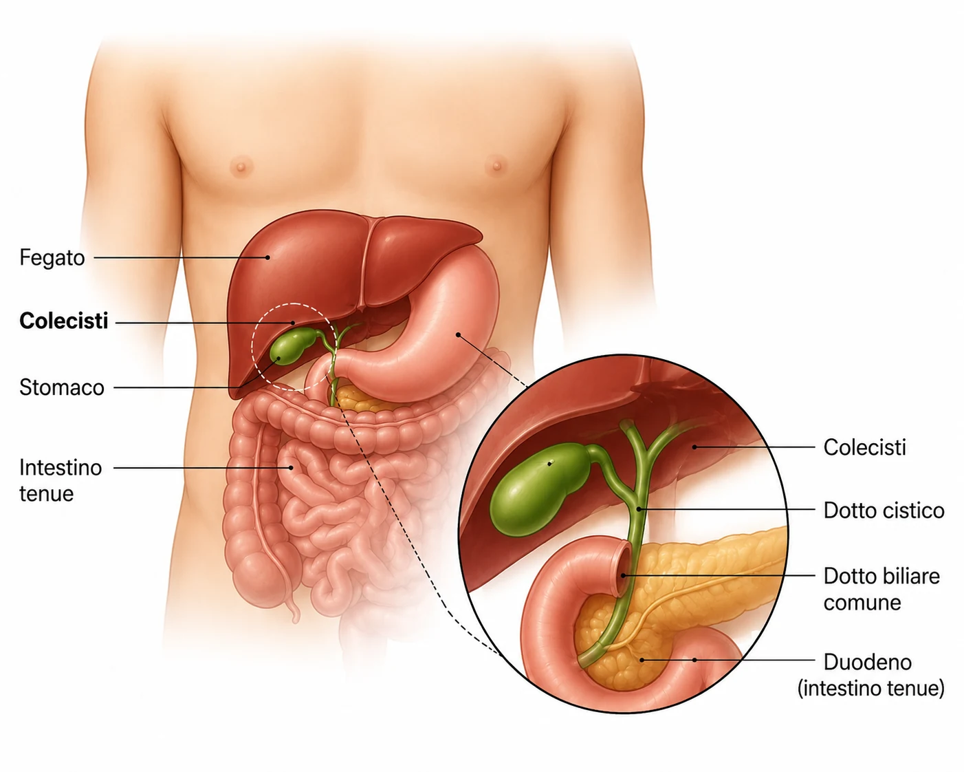 La colecisti nella medicina tradizionale cinese e nella riflessologia plantare