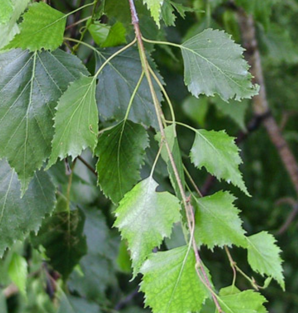 Betulla: proprietà, benefici e utilizzi dell’albero simbolo di depurazione e rinascita